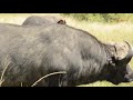 Oxpecker feeding on Buffalo Skin