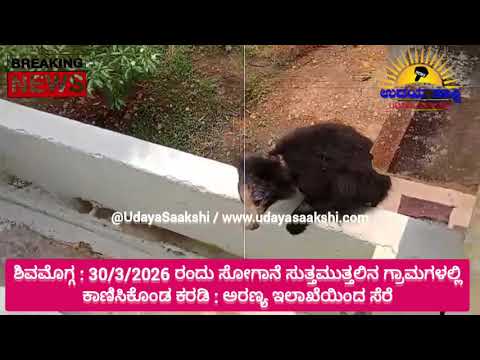 shimoga news | ಶಿವಮೊಗ್ಗ ವಿಮಾನ ನಿಲ್ದಾಣ ಸುತ್ತಮುತ್ತಲಿನ ಗ್ರಾಮಗಳಲ್ಲಿ ಕರಡಿ ಸಂಚಾರ! |