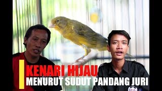 KENAPA KENARI HIJAU SERING DIABAIKAN DI GANTANGAN?