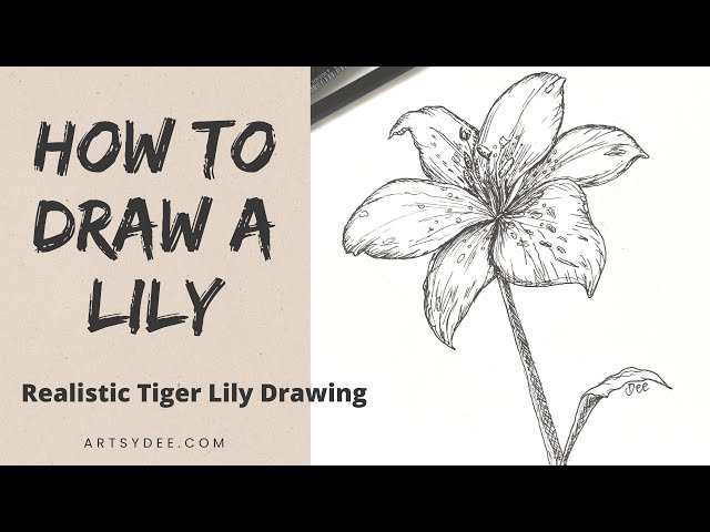 Tattoo Sketch Lily Flower Drawing, Outline Lily Flower Tattoo Designs, Realistic  Lily Drawing, Realistic Lily Flower Sketch Stock Vector - Illustration of  realistic, white: 277839774