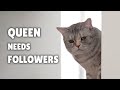 Every Queen Needs Her Followers | Kittisaurus Villains