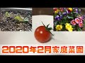 家庭菜園2020年02月　ミニトマト収穫、サニーレタス間引き