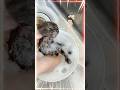 シャンプーされる子猫、その後ミルクへ｜小さな反応がかわいすぎて見逃せない【保護猫生活】