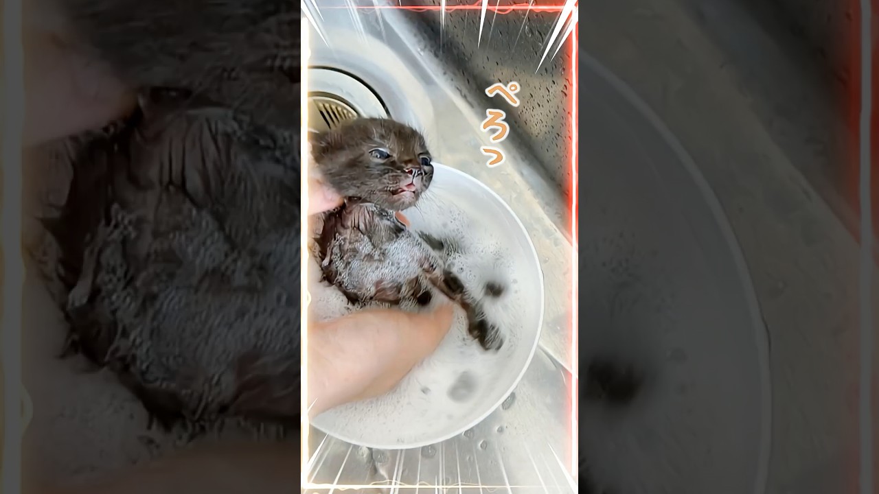 シャンプーされる子猫、その後ミルクへ｜小さな反応がかわいすぎて見逃せない【保護猫生活】