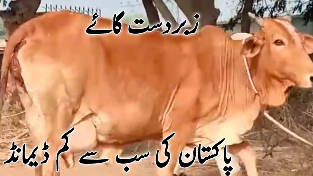 Low price sahiwal cow for sale in pakistan YouTube
