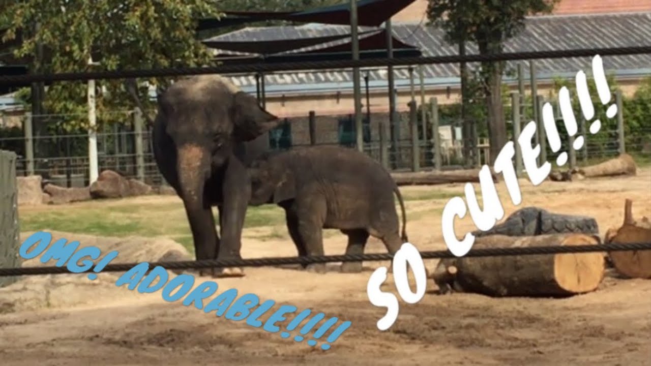 video editing software free Zoo experience BABY ELEPHANT NURSING!!!!
