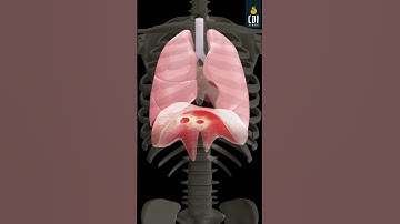 3D Animation: Depicting the coordination between the diaphragm and pelvic floor muscles #3danimation