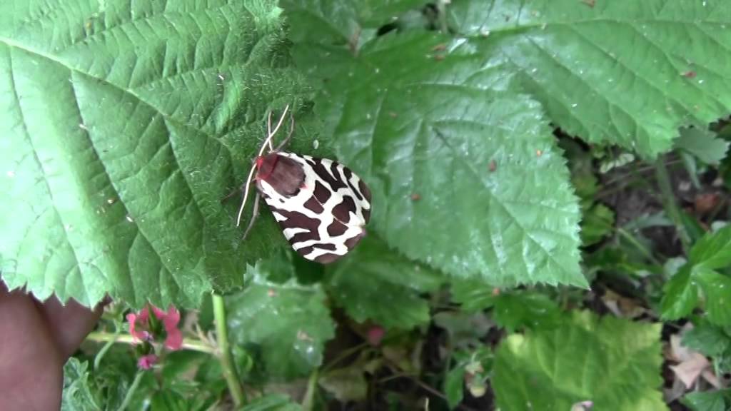 Second garden tiger moth