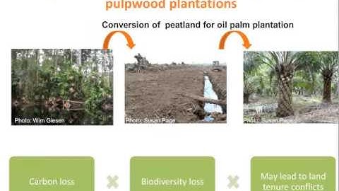 Characteristics of responsible peatlands management – Armine Avagyan