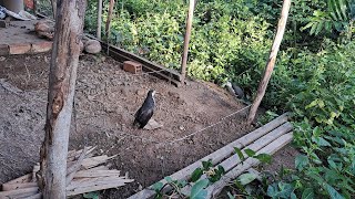 Bẫy Chim Quốc Mới Về Đầu Mùa Đá Quá Sung 