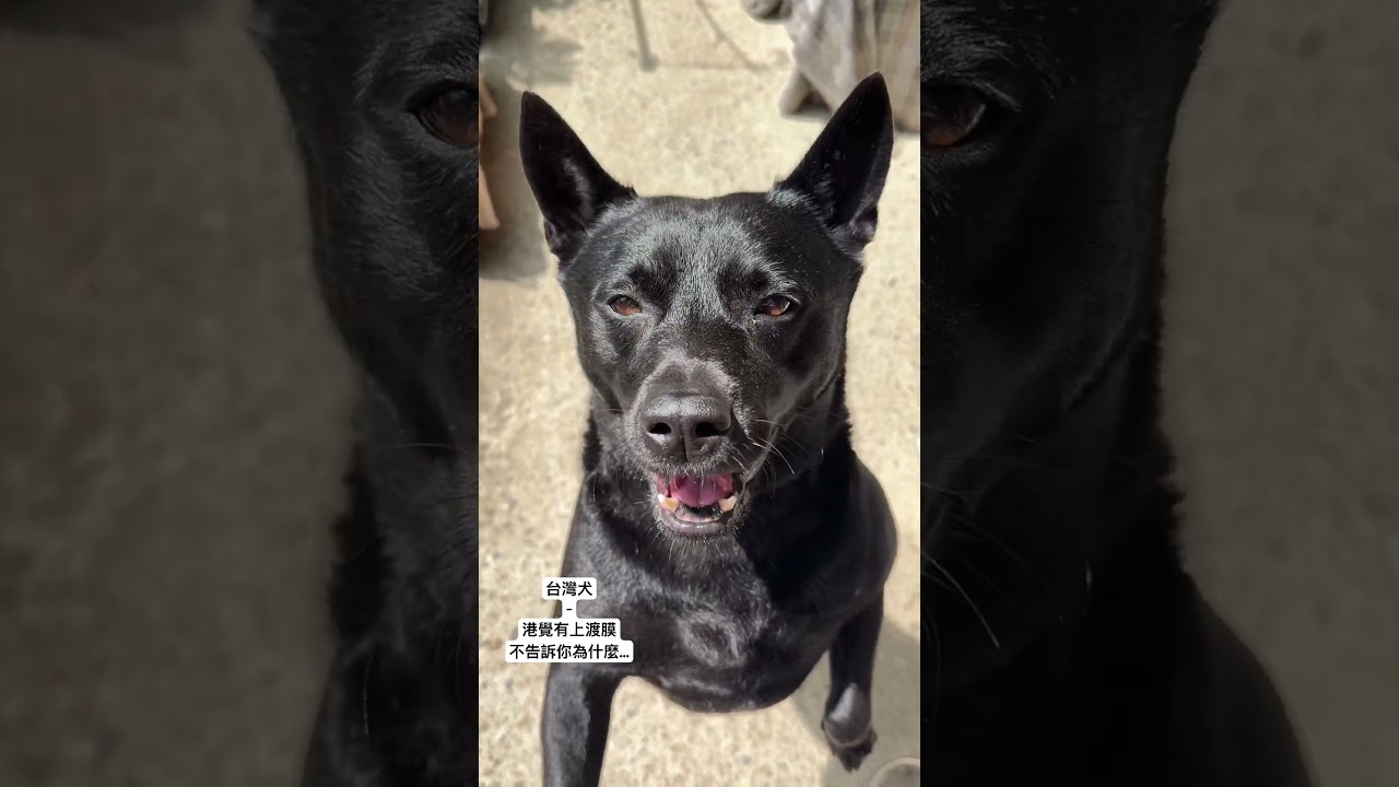 @台灣犬-天然渡膜+上蠟,天氣好就黑黑亮亮 縮圖
