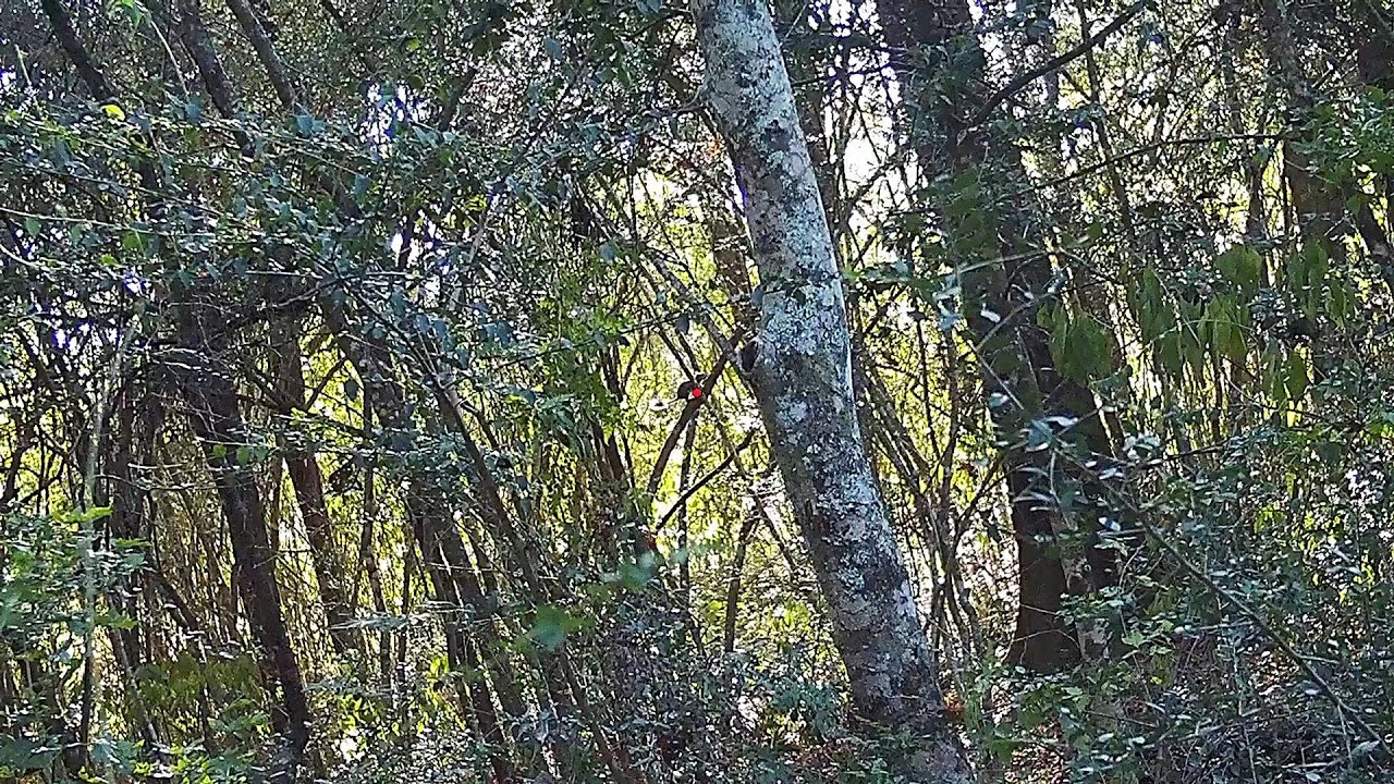 Squirrel Hunting 2022 || Southern Style Shaking Vines, Slipping and Sitting in a Drought