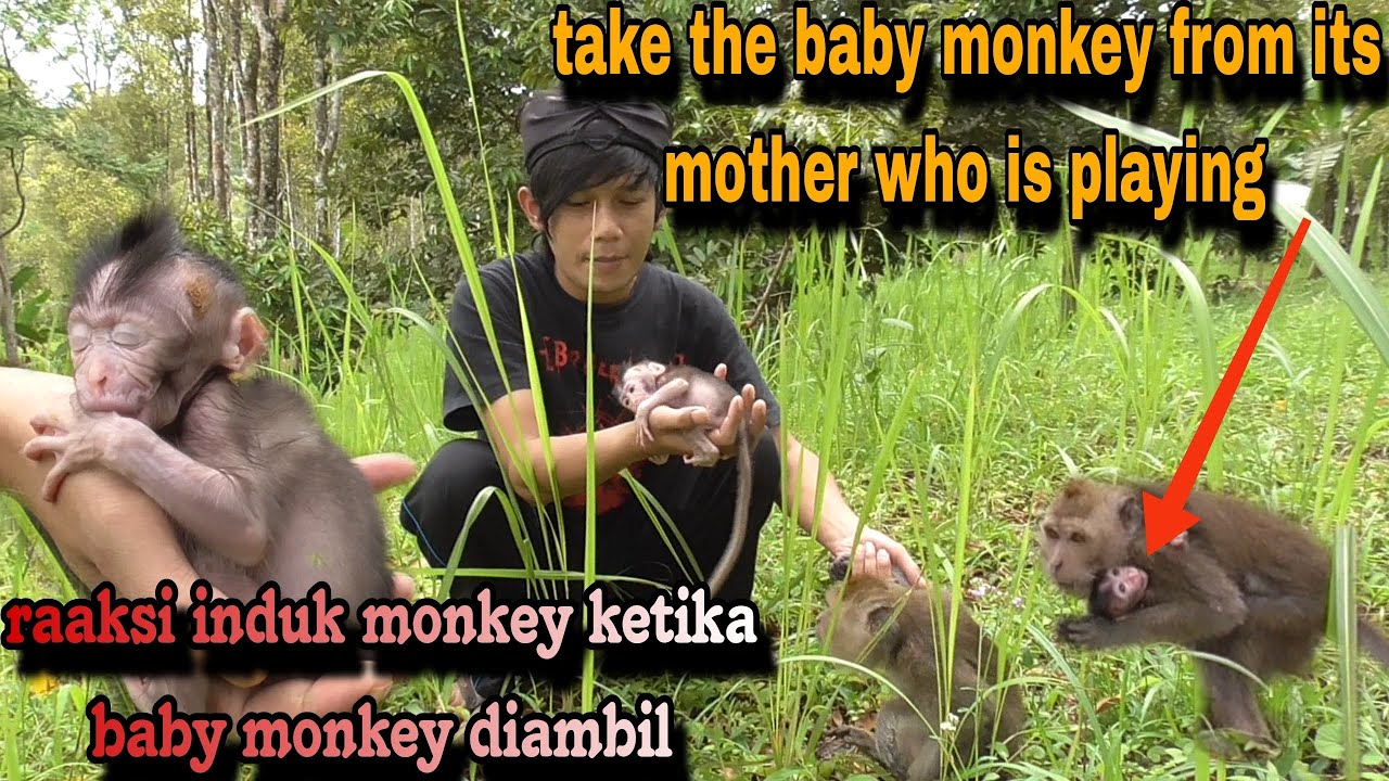 BEGINI REAKSINYA‼️MENGAMBIL BABY MONKEY DARI MOTHER MONKEY YANG SEDANG BERMAIN 
