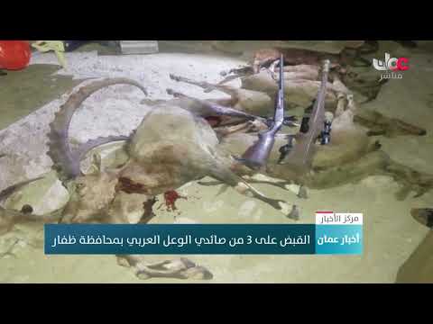 القبض على 3 من صائدي الوعل العربي بمحافظة ظفار
