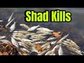 How To Catch Bass During And After A Winter Shad Kill