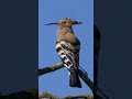 Hoopoe #shorts