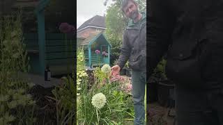 White Giant Allium, over a metre and half tall.