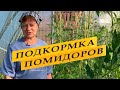 Подкормка томатов во время плодоношения