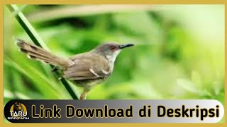 Suara Masteran Burung Ciblek