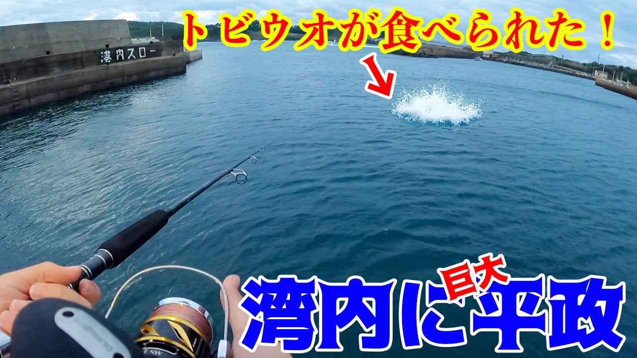 【離島生活#31】堤防内に現れた巨大青物を全力で狙ってみた！！
