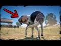 NEW Discovery in Red Dead Redemption 2 ▶️ Dog Chasing its Tail - RARE Encounter