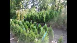 Boxwood Plants for Central NJ Landscapes Call 215 651 8329