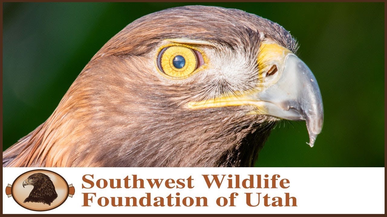 Bulsempdanso Golden Eagle Head