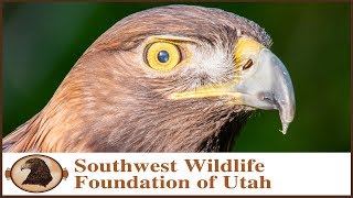 Golden Eagle Perched In The Front Yard