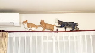 後退できなくなってしまった子猫