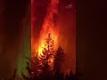 This close-up footage shows a forest fire burning in British Columbia #shorts