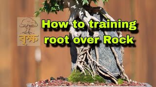 How to training root over Rock. #plants #bonsai #nature