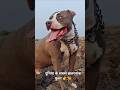 duniya ke sabse khatarnak dog👉🦮 pitbull 🫣ki power 💯#viral#shorts#dog#pitbull