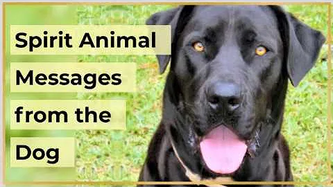What does a black dog in a dream mean?