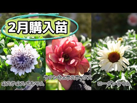 Ranunculus Lux] Introducing the seedlings I purchased in February