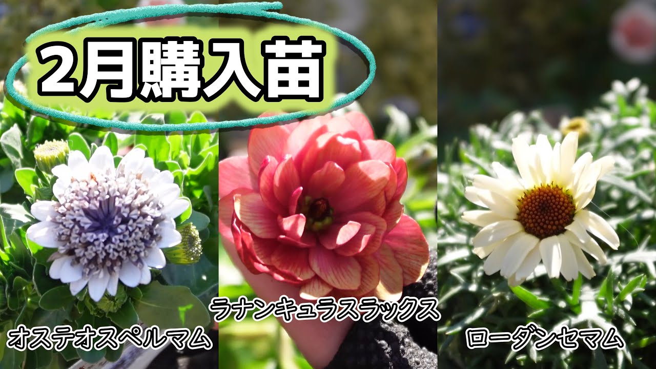 【ラナンキュラスラックス】2月に購入した苗たちをご紹介します！