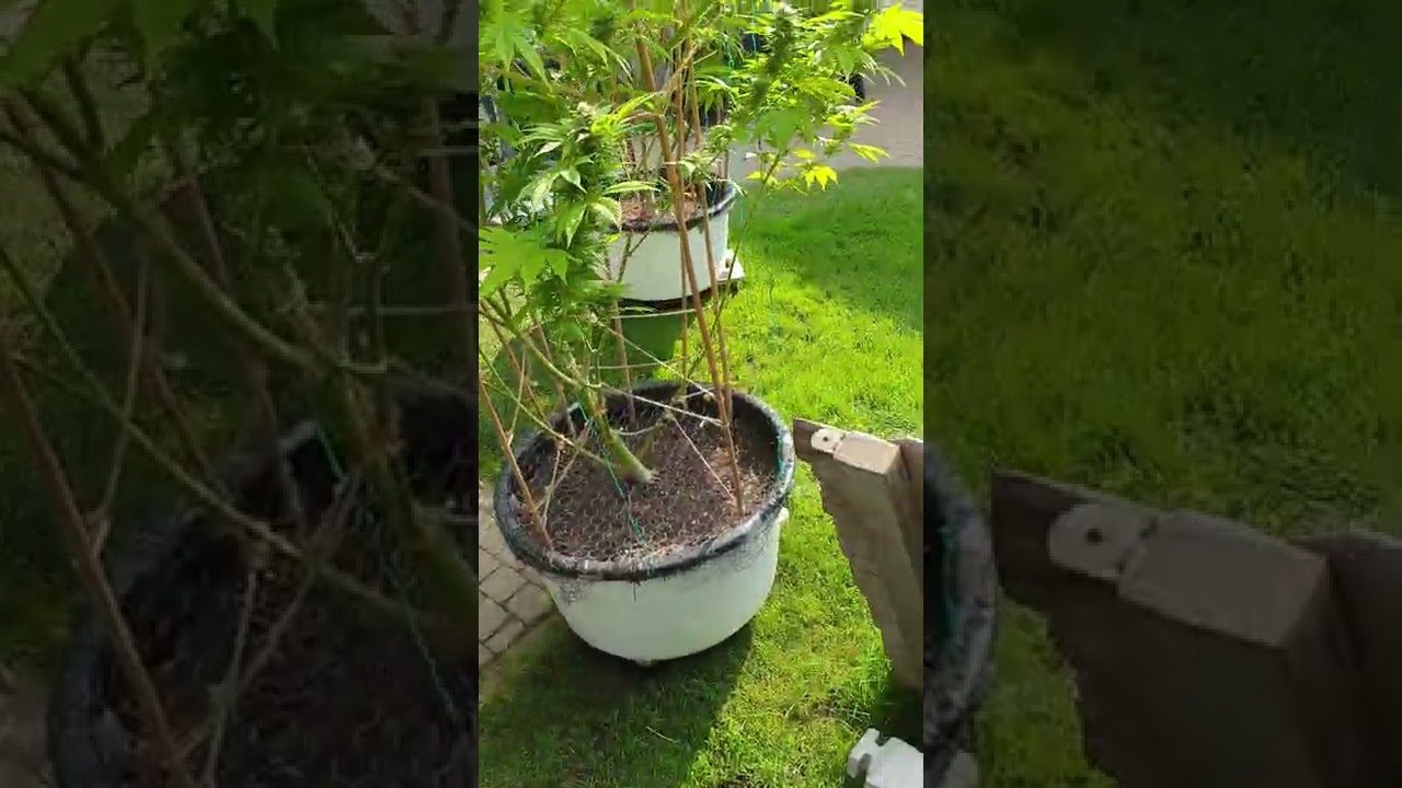 buitenwiet 2021 o.g. kush northern light critical RQS bijna klaar voor oogst