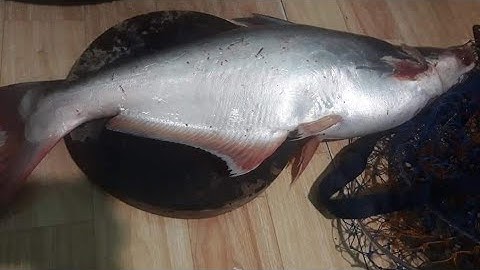 Mồi Quá Dữ,Câu Cá Mè Bò Bằng Mồi Khoai Lang Mà Lên Cá Tra Ở Hồ Câu Thủy Sản