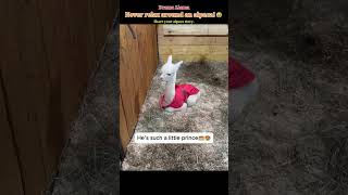 Dramatic Alpaca🦙#alpaca#llama#funnyanimals