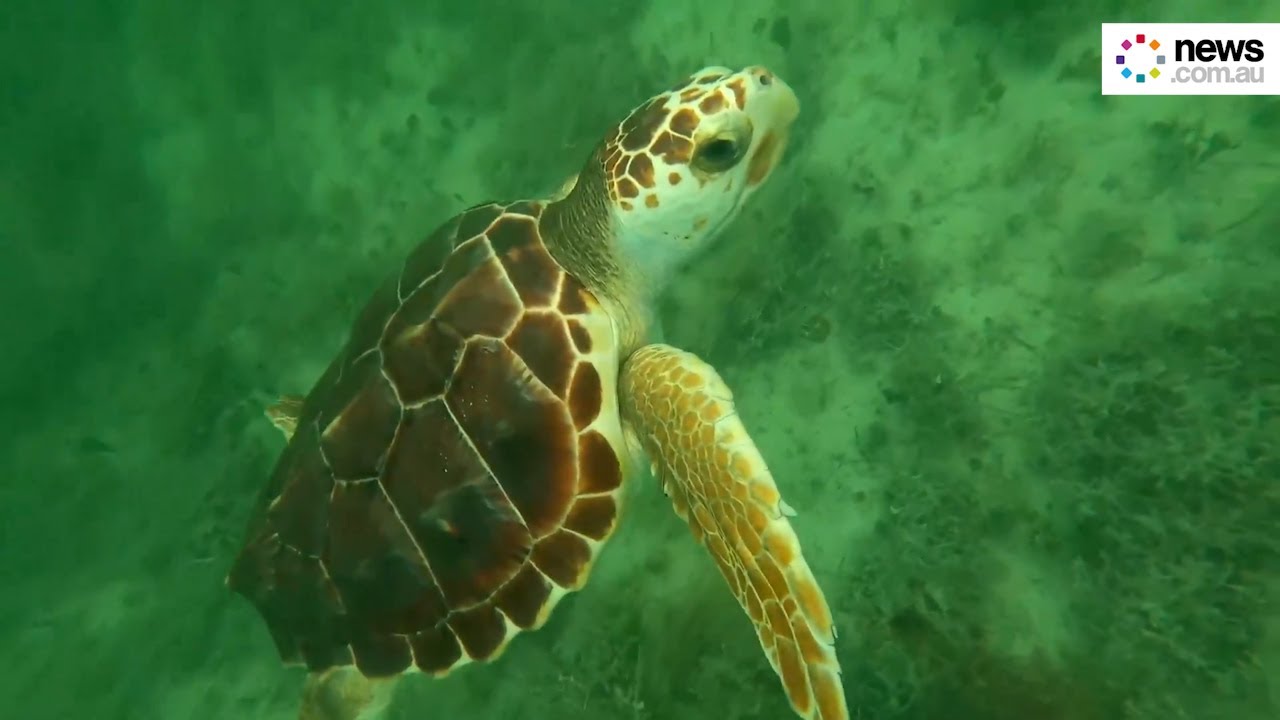 Sea turtles released into the Gulf of Mexico as part of conservation ...