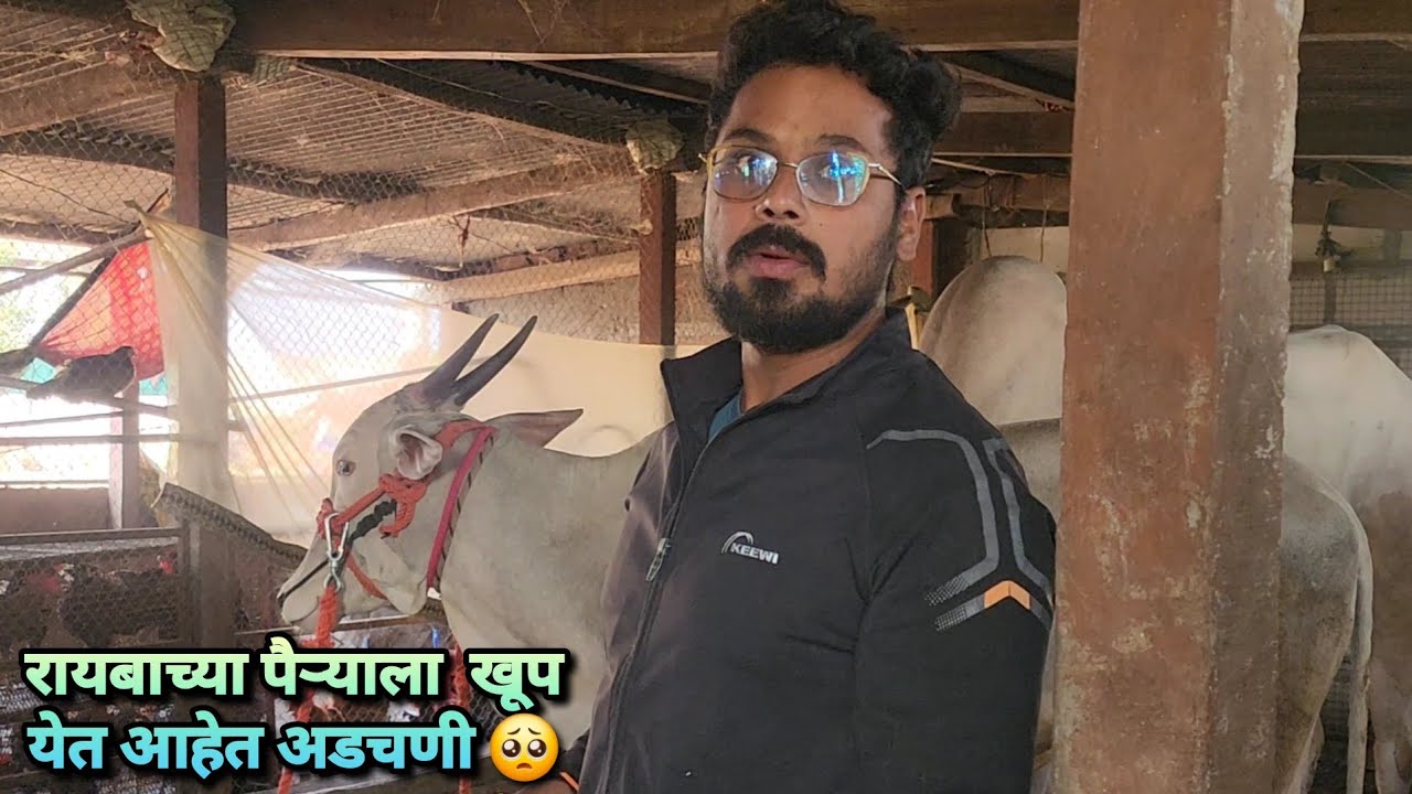 रायबाच्या पैऱ्याला खूप येत आहे अडचणी 🥺| Bailgada Sharyat||