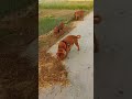 French mastiff Rahulpet's Varanasi #doguedebordeaux