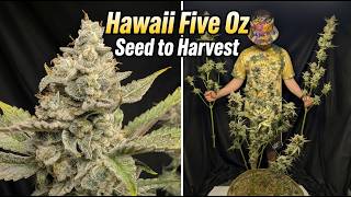 Hawaii Five Oz - Seed to Harvest