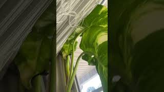 This Pothos plant has been growing out of the back of my 210 aquarium for a awhile. #plantedtank