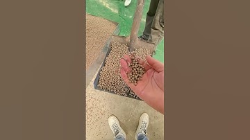 Floating fish feed extruder machine test #feedmachinery #machine#extruder #fishfeed