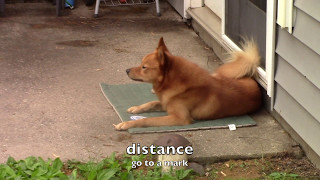 Jari - Trick Dog Champion Video