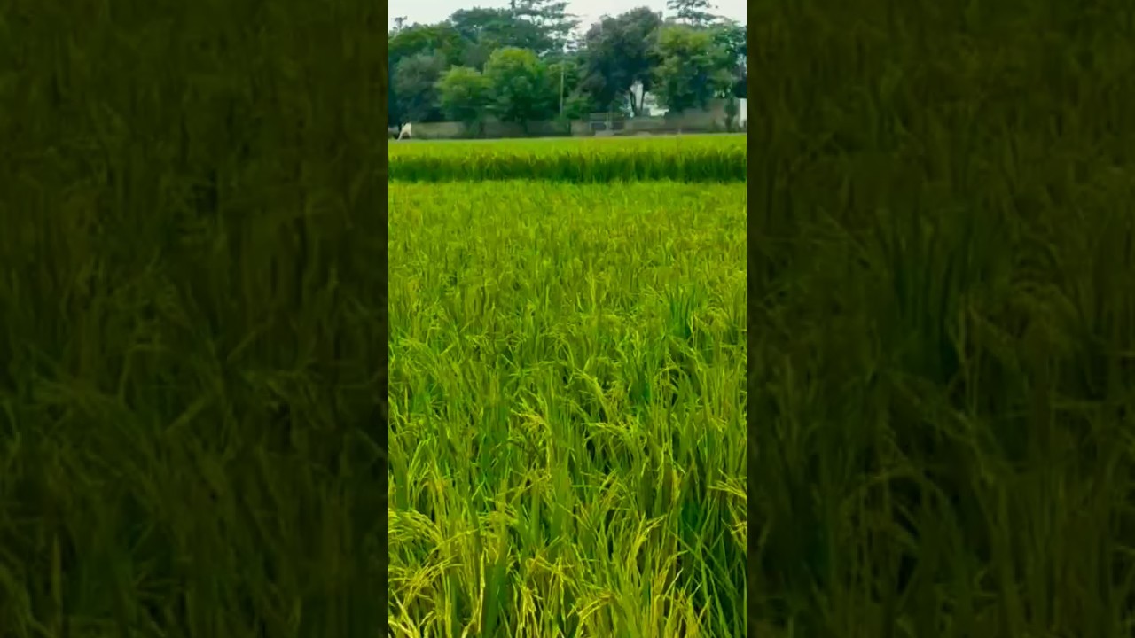 pawan jaise san san san san 