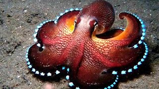 Scientists Reveal Octopus DNA To Be Alien