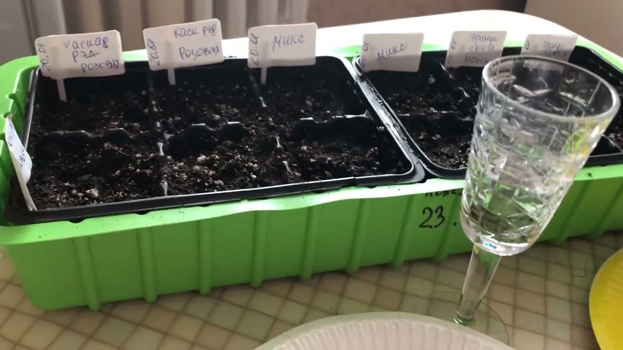 Лобелия: посев. Все просто!