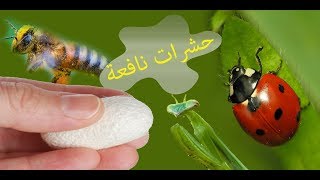 حشرات زراعية لنباتات  Useful insects حلقة 224