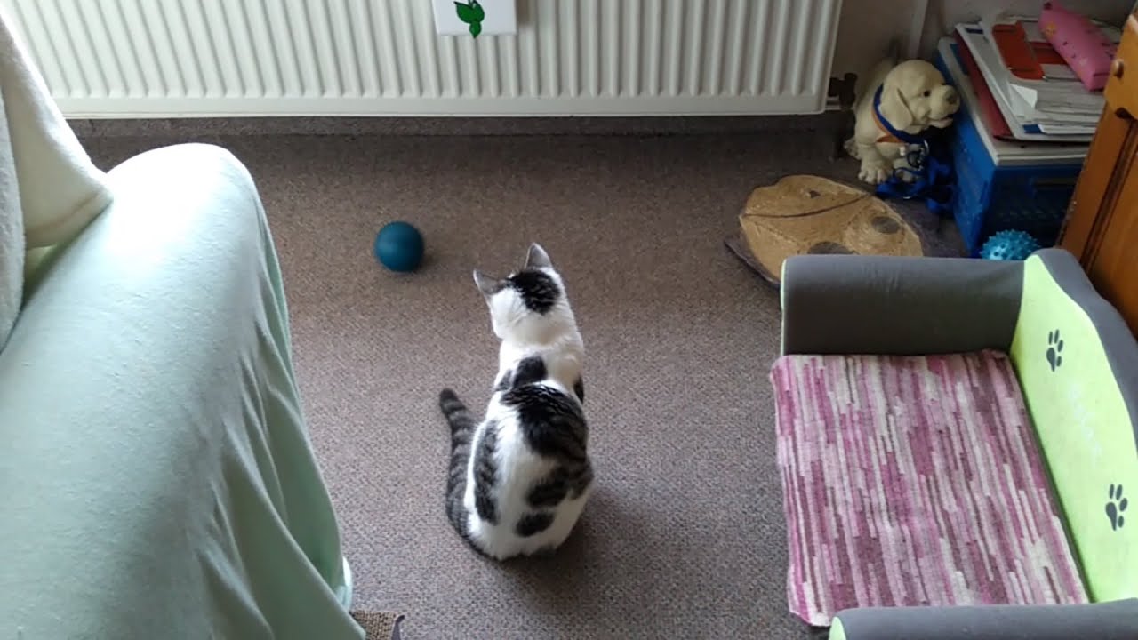 Sternenkatze Candy und der elektrische Ball